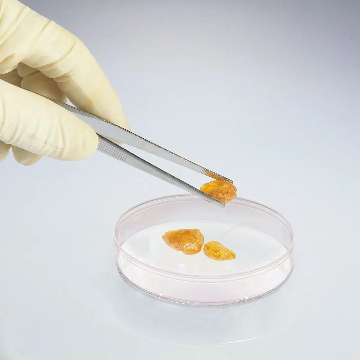 Plastic Petri Dish Dishes for Science Projects Lids Agar Mushrooms Culture with Disposable