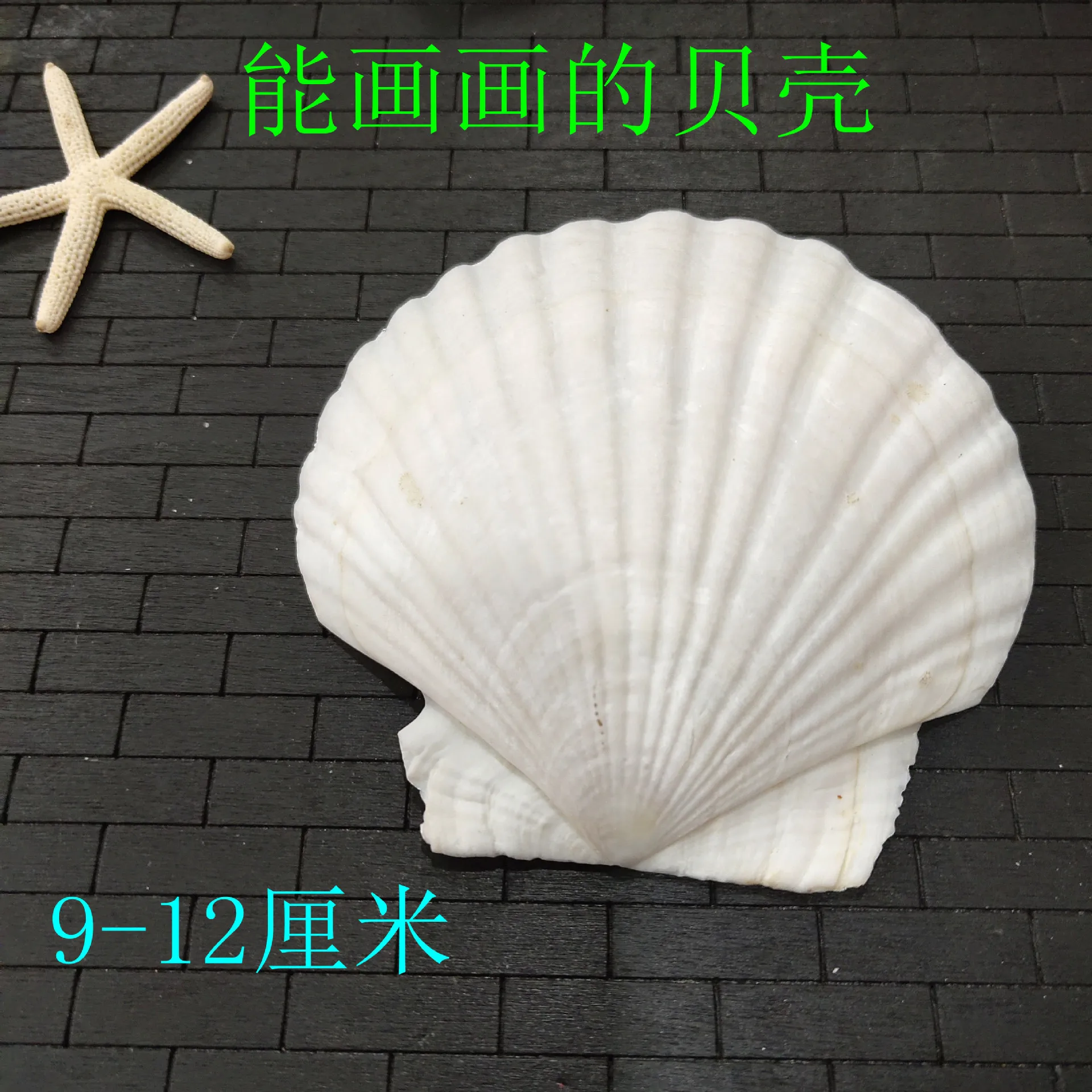 Pecten Maximus Painting Shells Aquarium Decor BBQ Scallops Natural Hawaiian Seashells