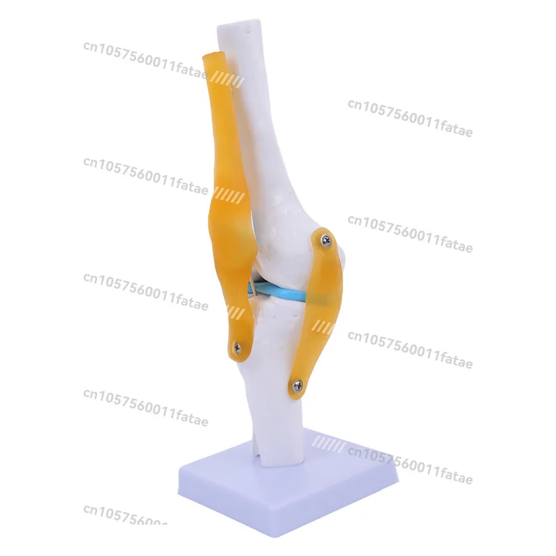 

Knee Joint Model with Ligament Teaching Simulation Bone Medical Function Display Shoulder and Neck Spine Skeleton Orthopedics
