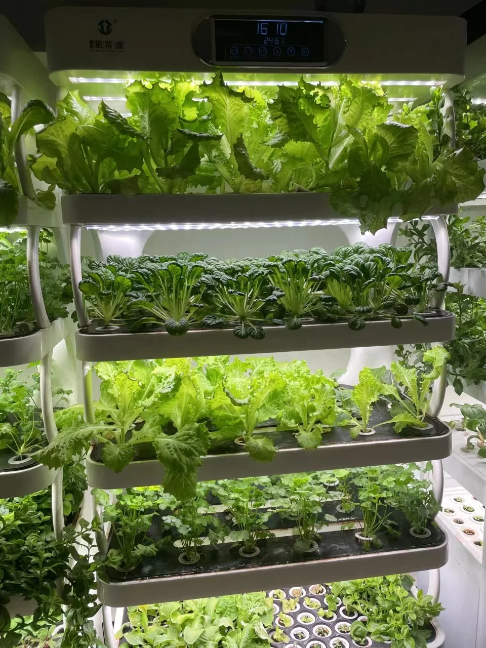 en نمو الخضروات الذكية، مطبخ واحد داخلي، زراعة مائية، نظام زراعة Aquaponics #3