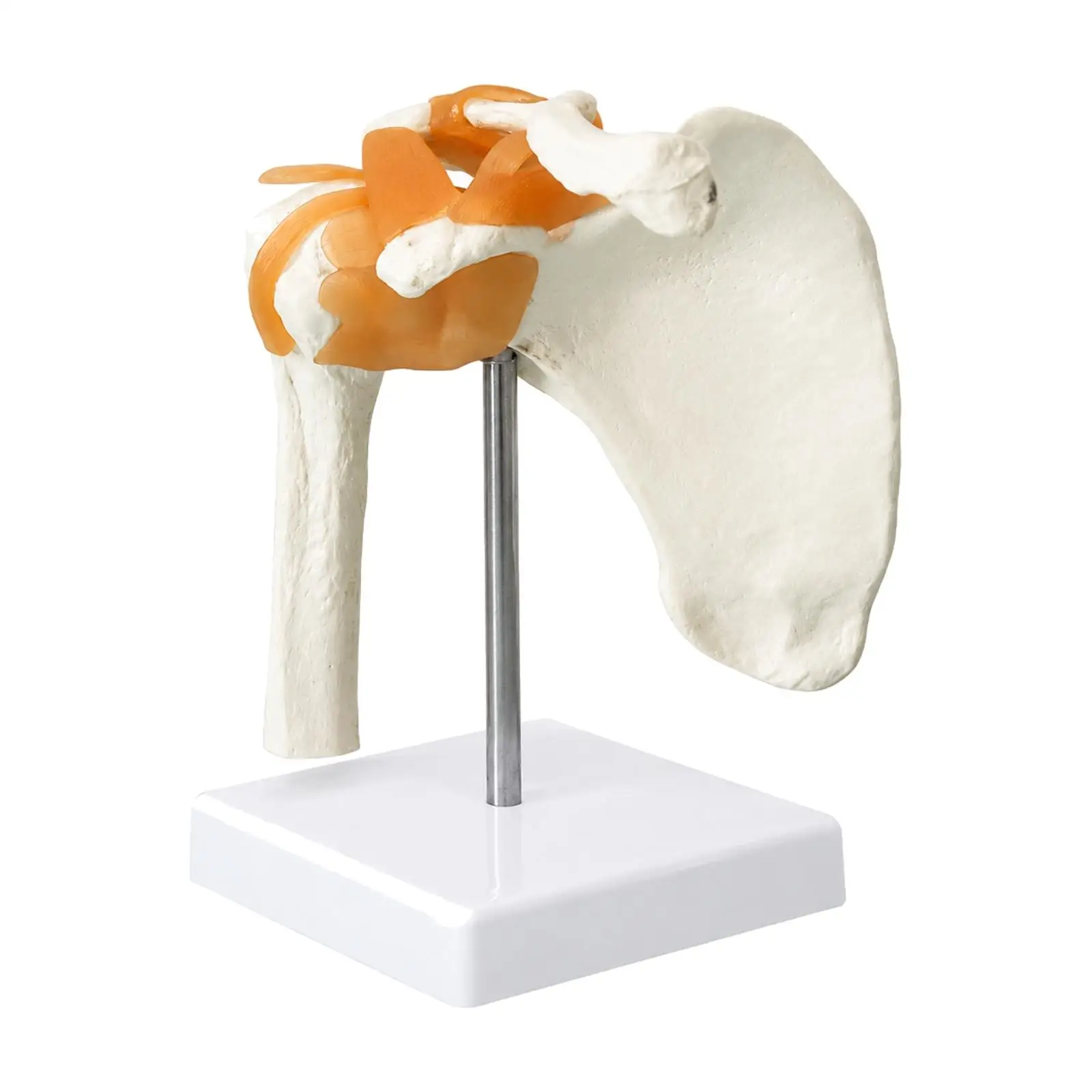 PVC Human Joint Teaching Model Educational Bone and Ligament Anatomical Model Detailed Mounted for Medical Students