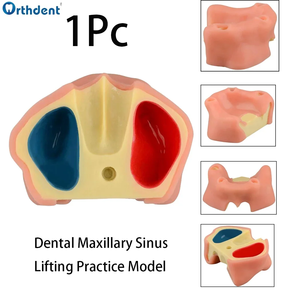 Dental Maxillary Sinus Practice Model Without Teeth Dentist Slicone Upper Jaw Sinus  Demonstration Lift Models M2014 Dentistry