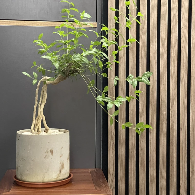 For Modern Wooden Wall Paneling Wood Wave Design Acoustic Panel Eco-Friendly Highly Effective Sound Absorption NRC 1.0 3D