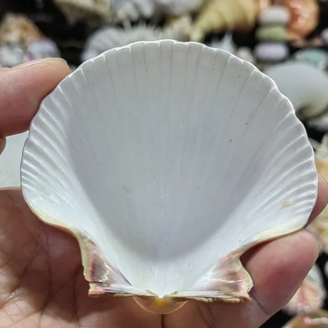 10pcs/lot Natural White Scallop Decoration Mediterranean Large Marine Big Beige Shells Aquarium Fish Landscape Sea Decorations