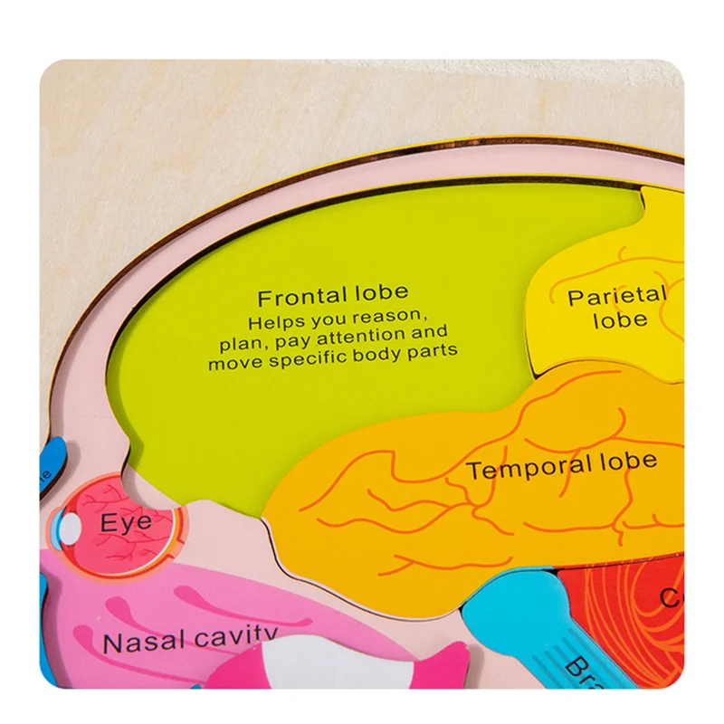 Quebra-cabeça de estrutura cerebral de 3 camadas para crianças, brinquedos educativos de aprendizagem, madeira montessori, materiais de biologia, jogo de coordenação mão-olho