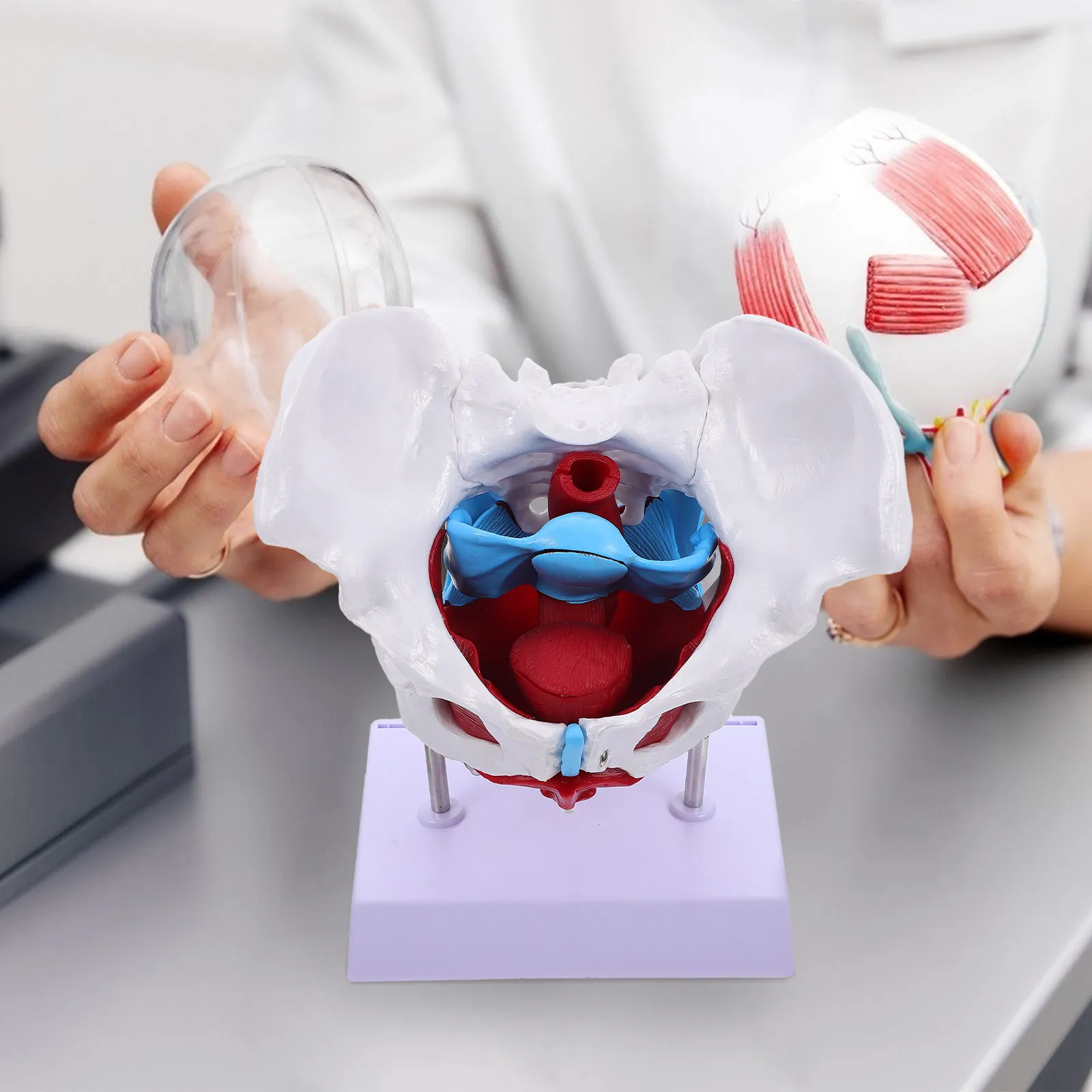 1Pcs Pelvic Anatomy Female Pelvis Structure Separable Teaching Educational Pelvic Floor Muscle Anatomical Display Aid