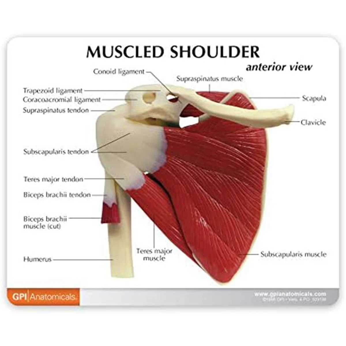 Muscle Shoulder Model, Human Anatomy Right Shoulder Joint Muscle Model, Doctor Office and Classroom Anatomy Model