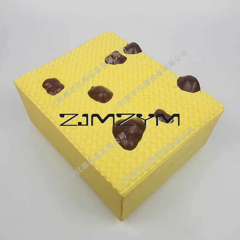 Cell Membrane Structure Model Middle School Biological Experiment Teaching Instrument