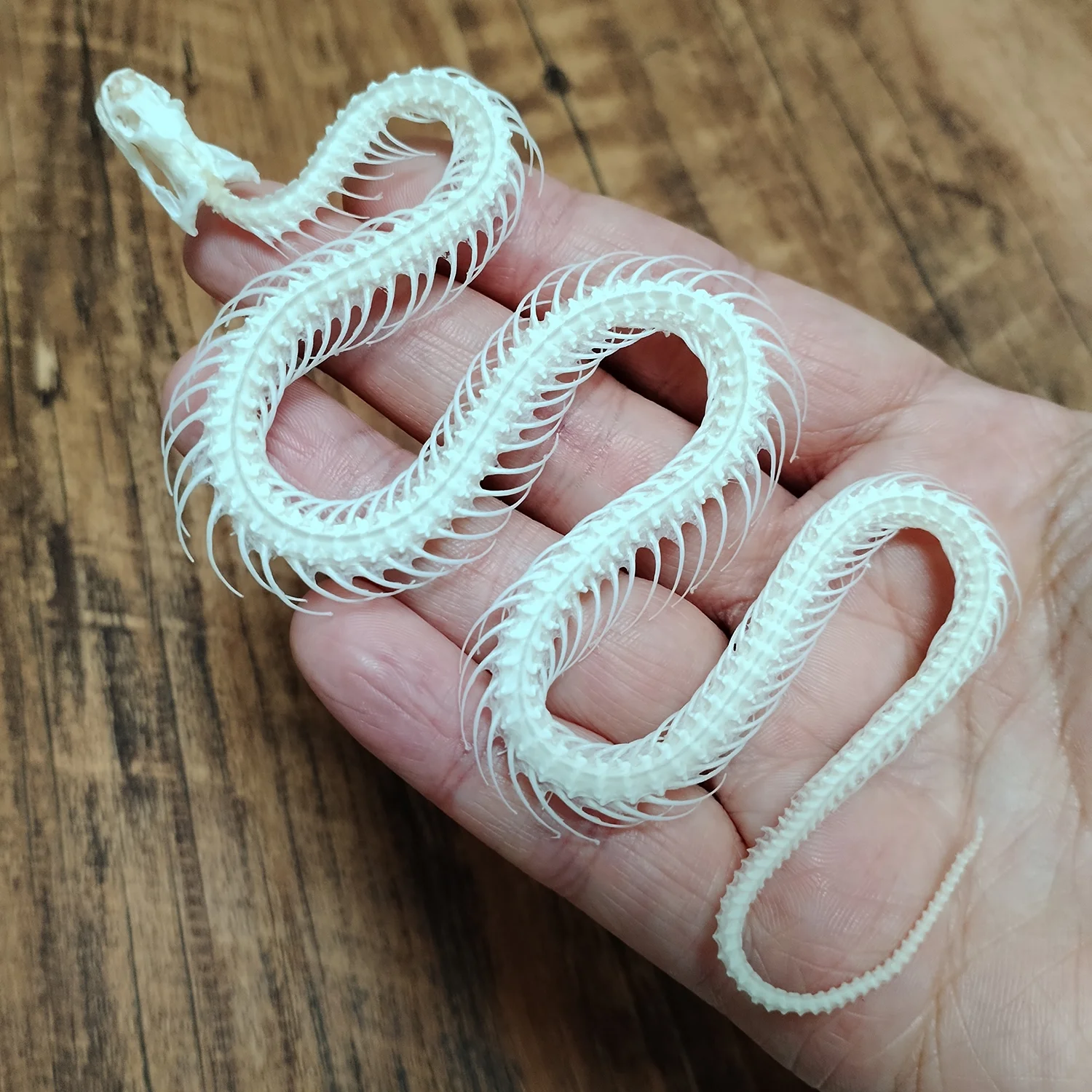35-40CM Real Snake-Skeleton Animal Specimen Real Bone Taxidermy Supplies for Science Education, Special Gifts