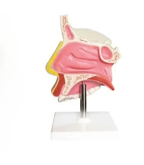 Medical Teaching Model Inflatable Lung Model Medical Science Anatomy Model