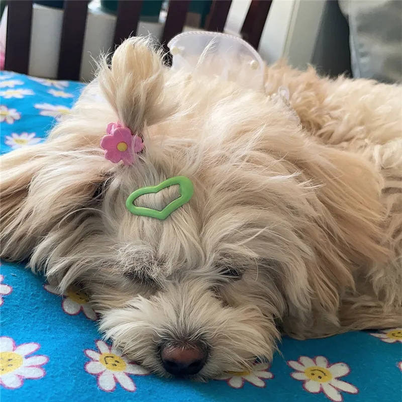 5/10/20pcs Dog Hair Clips Multicolor Barrettes Small Bone Snap Hair Clips for Dog Cat Pet Grooming Bows Pet Hair Accessories