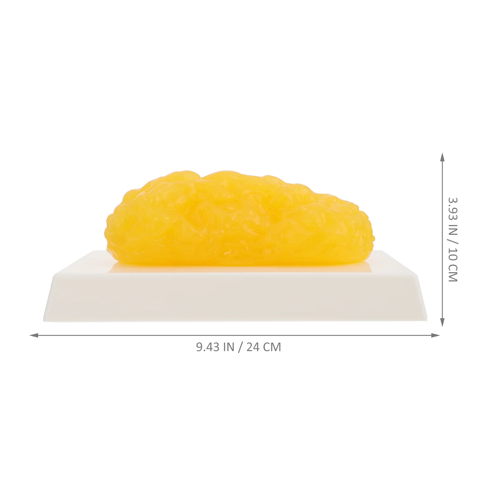 Modelo gordo Dispositivo de demostración de 1 libra Réplica de cuerpo de plástico Réplicas anatómicas