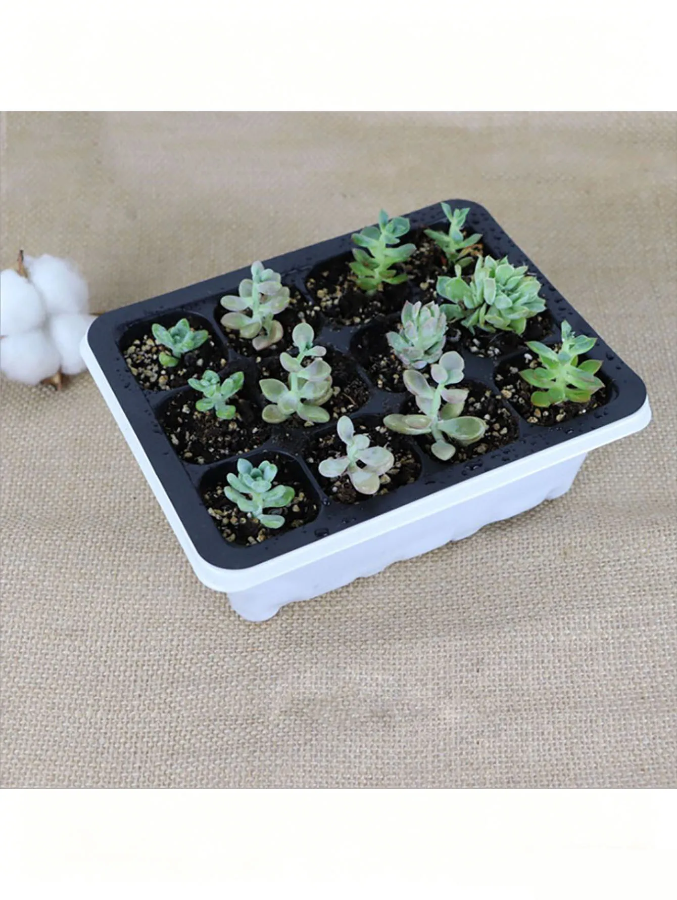 1/2pc 6/12-Hole Seedling Tray, - Seed Starter Tray 评论和价格