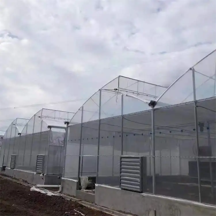 

Customized greenhouseAgricultural Multi-Span Plastic Film Greenhouse With Hydroponic System for Vegetables Planting