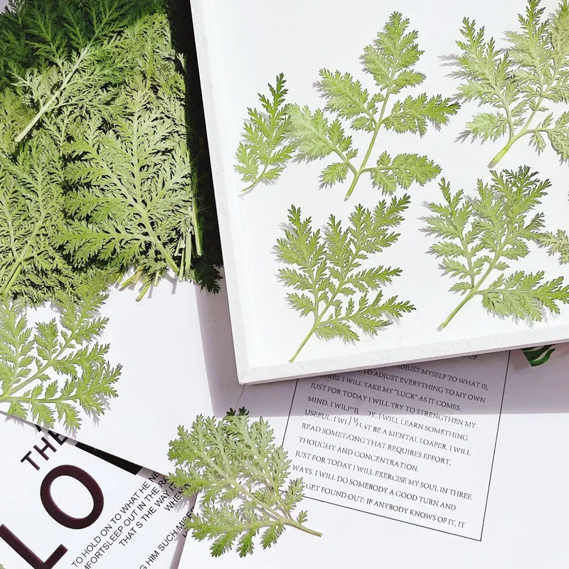 24pcs/4-6cm,Nature Pressed Artemisia annua leaf,DIY Wedding invitation Bookmark Gift Card drip glue phone case plant photo frame