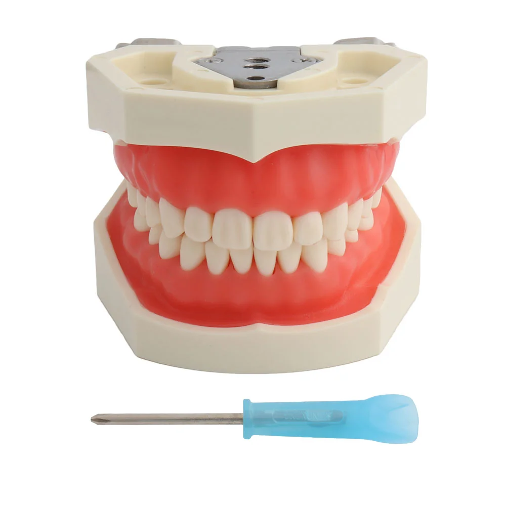 

Dental Model Teaching Model Teeth Model Standard with 28pcs Screw-in Teeths Demonstration Soft Gum