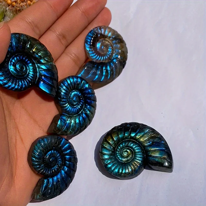 Natural Ammonite Shell Lagonite Crystal, High Quality Healing Crystal Home Decor, Spiritual Chakra Balance, Alternative Medicine