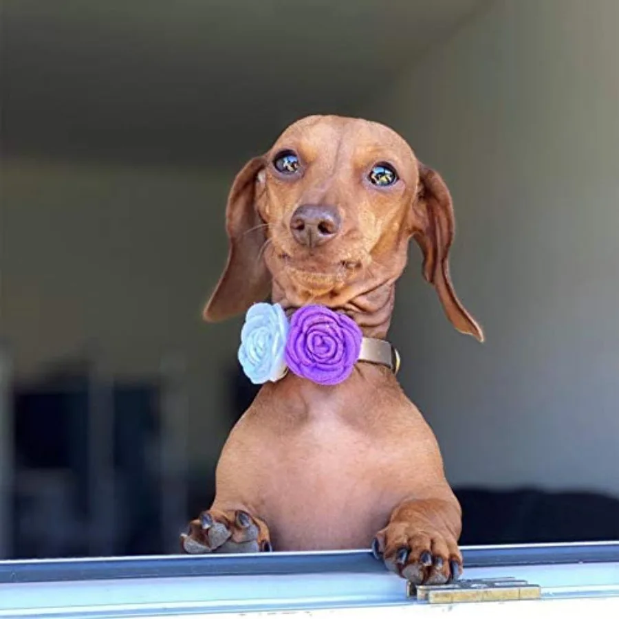 12pcs 1.6" Rose Small Dogs Collar Bows Flowers for Doggy Cats Wedding Birthday Party Collars Decor Sliding Accessories