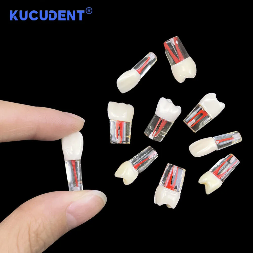 Kucurent 10 buah Endo gigi Model gigi, saluran akar endodontik blok latihan RCT Pulp rongga Resin studi pelatihan kedokteran gigi M8006