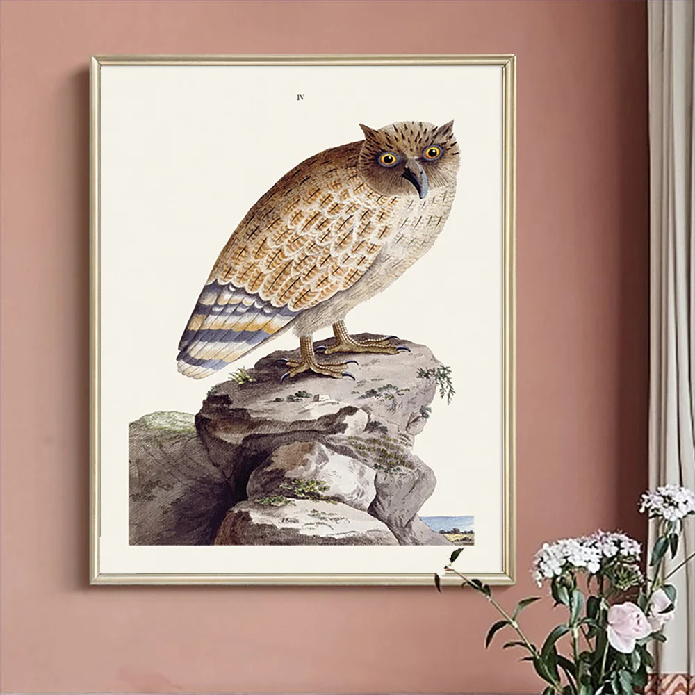 Peter Brown Art Print Poster The Great Ceylonese Eared Owl Canvas Painting Animal Wall Picture Decor