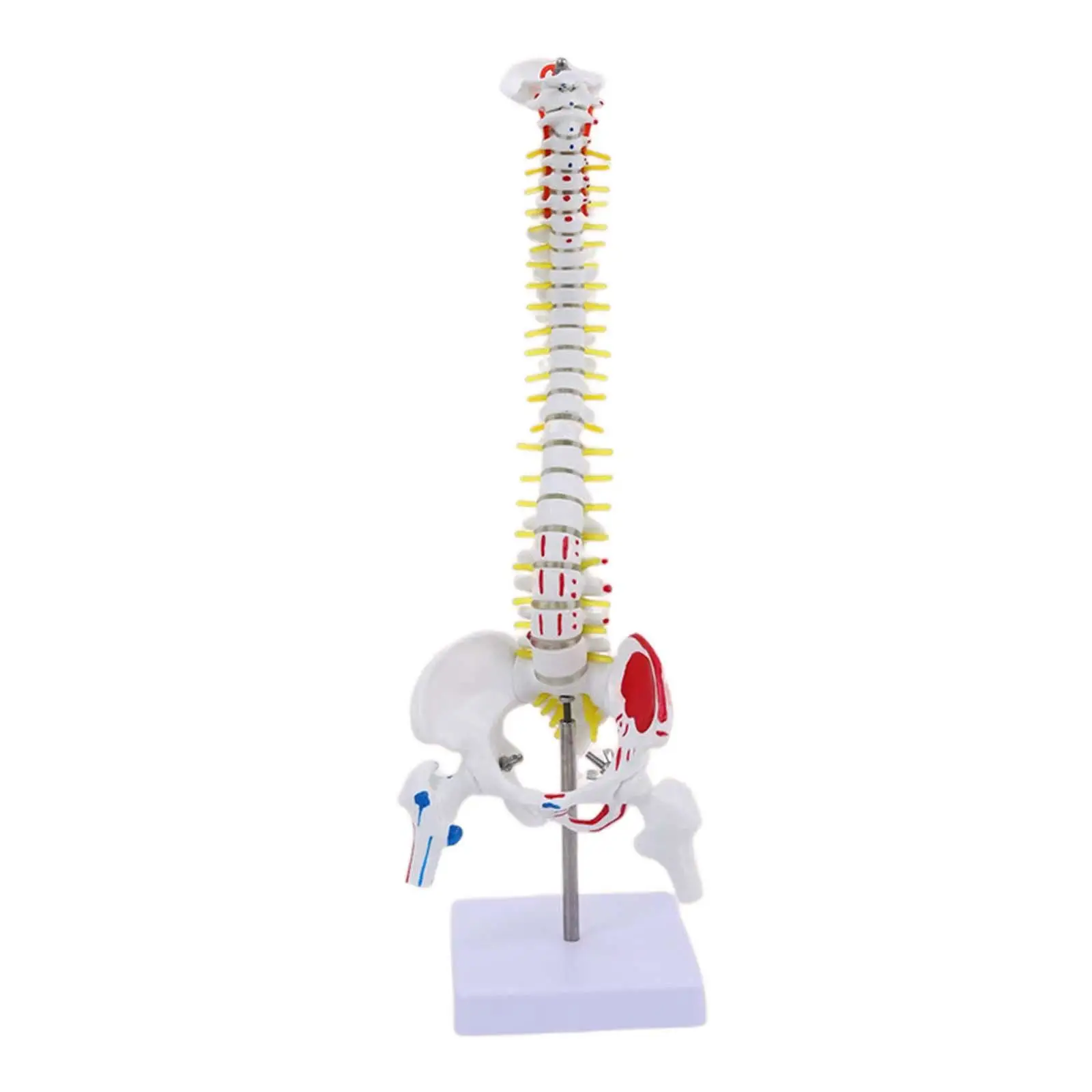 Modelo Espinha Anatômica com Ilustrações Musculares, Ferramenta Educacional, 17"