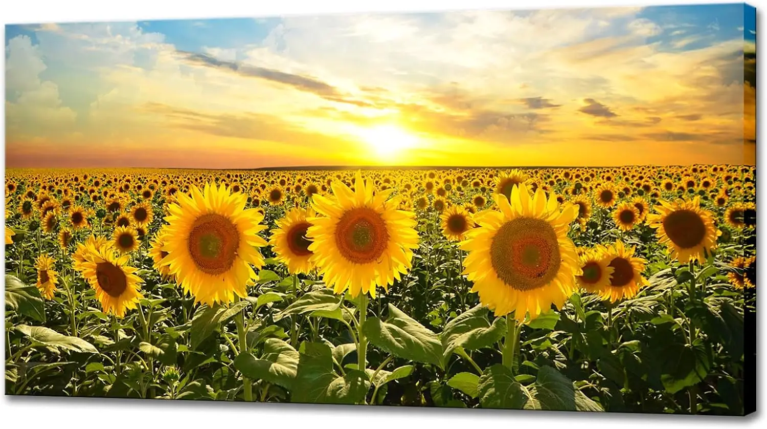 teawal Sunflower Canvas Print Wall Art Sunset Landscape Pictures Flower Field Artwork Modern Painting For Home Kitchen