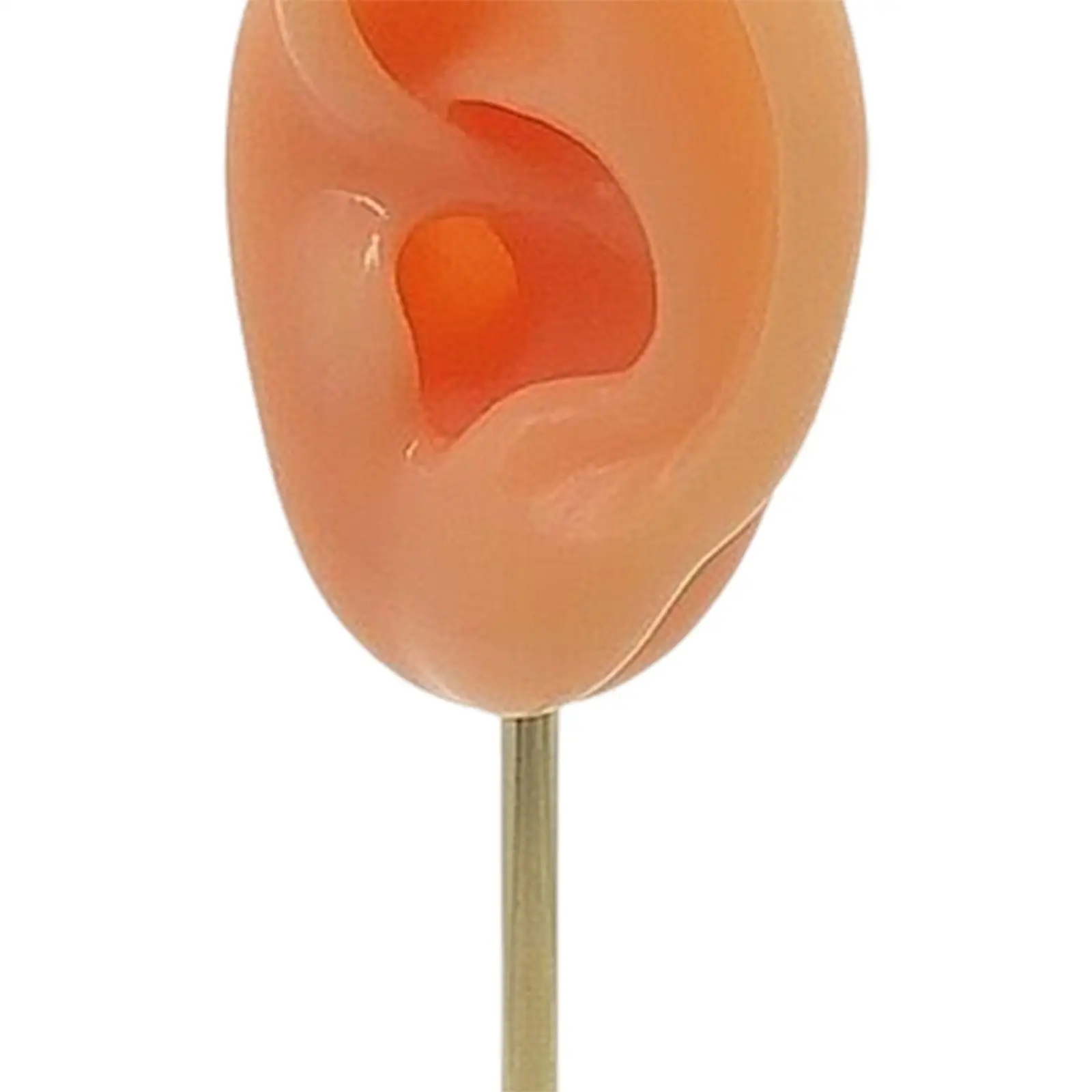 محاكاة سيليكون قوالب الأذن البشرية التصوير عرض الدعائم سماعات الأذن عرض موقف الأذن نموذج مسمار حامل عرض نموذج #5