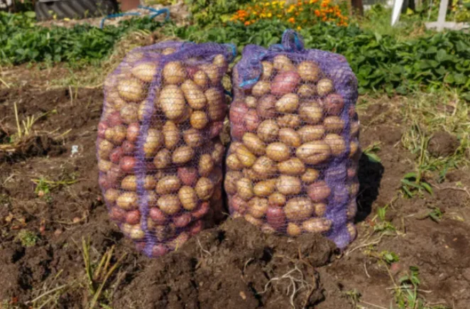 2025 مصنع الصين بالجملة 50 كجم البرتقال النار الخشب HDPE شبكة حقيبة تغليف الفاكهة للزراعة