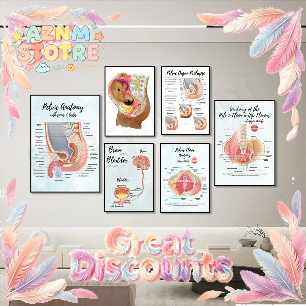 Brain and bladder educational poster, sagittal side view, rectum, pelvic floor and hip flexor + trigger point anatomy poster