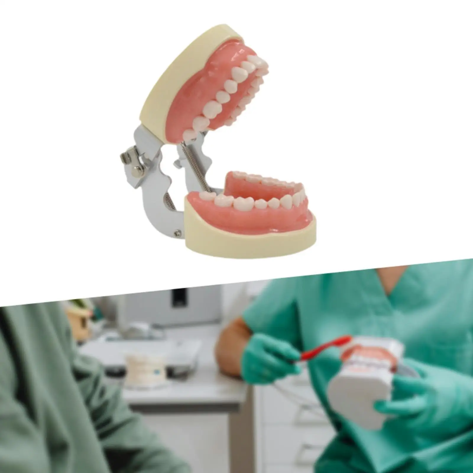 Tooth Model Learning Multifunctinal Tooth Teach Practice Model Demonstration Tooth Model Kids Dental Teaching Brushing Model