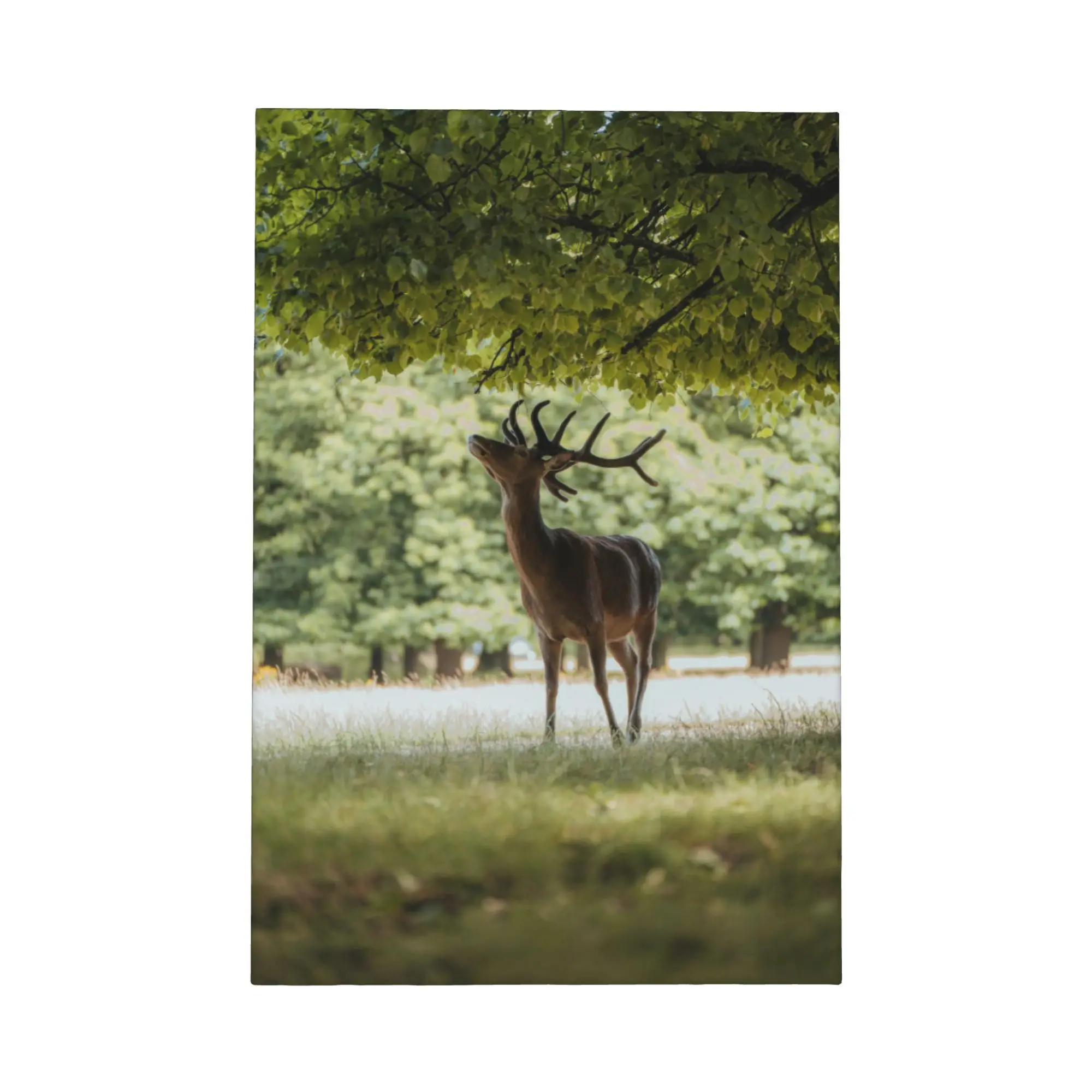 Arte de pared con marco en lienzo de bosque de ciervo en otoño, impresión de paisaje de vida silvestre en Color, póster rústico de bosque, decoración de pared de salón