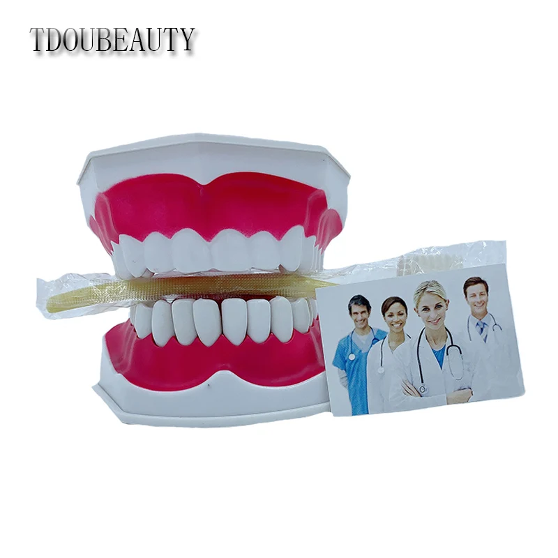 TDOUBEAUTY Adult Dental Tooth Model And Toothbrush With Removable High-Grade Teeth Teaching Model (With Tongue)Free Shipping