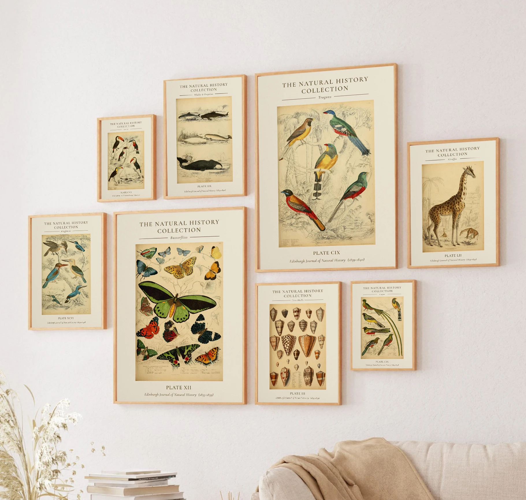 Natural History Zoology Insect Butterfly Posters Cone Shell Giraffe Prints Canvas Painting Wall Pictures Home Living Room Decor