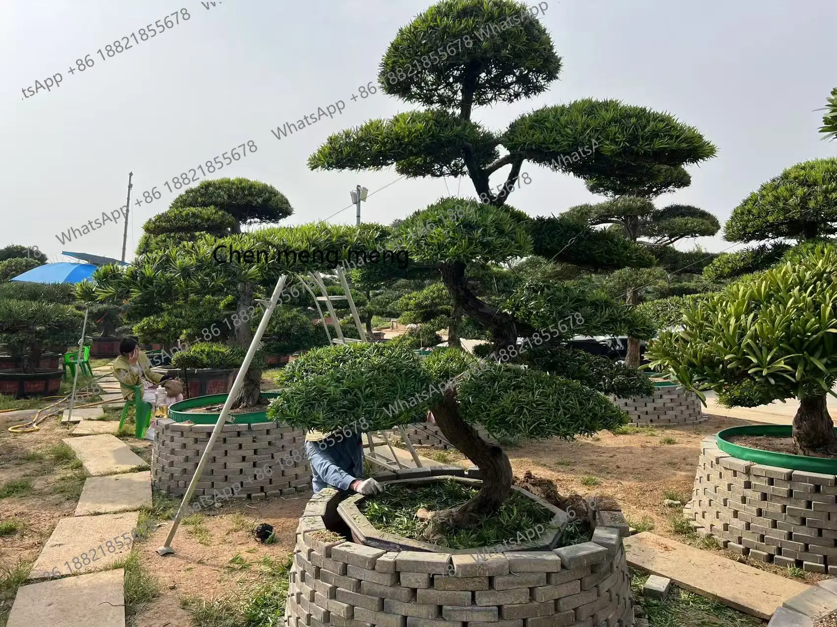 

New courtyard viewing Luo Hansong modeling tree courtyard landscape