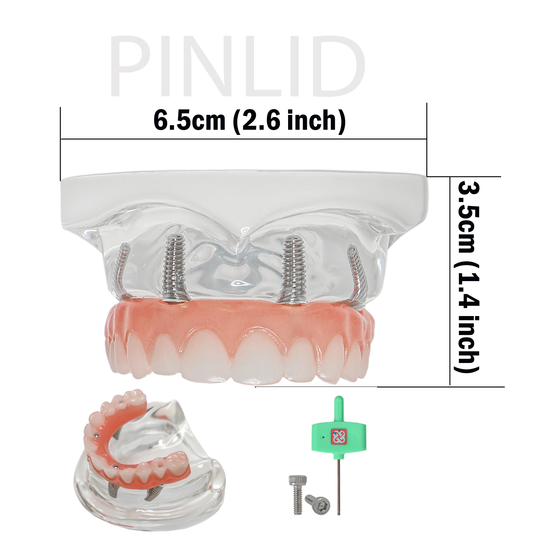 Transparent Base Upper Jaw Implant Restoration Model M6001-1 Complete With Screwdriver Dental Student Demonstration Teeth Model