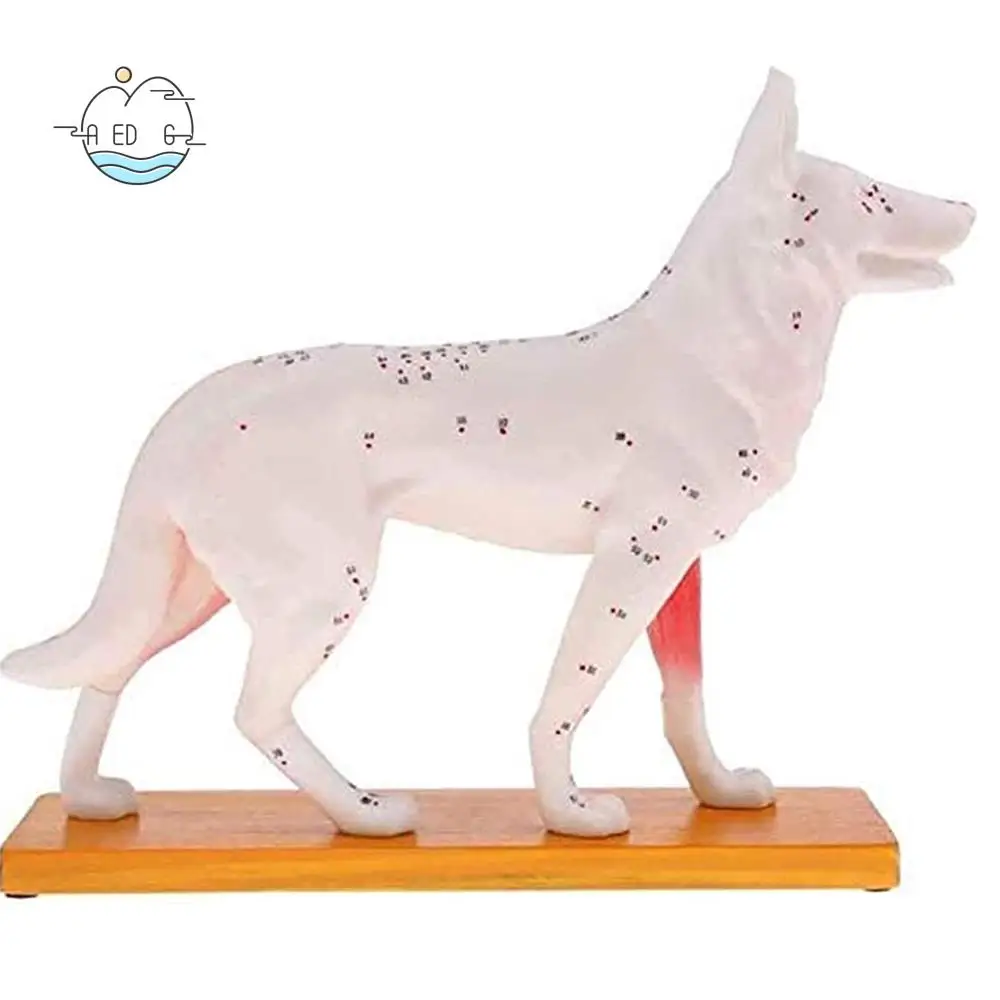 

AED6-анатомическая модель собаки, анатомия акупунктуры, модель акупунктурной точки тела собаки с 72 акупунктурными точками, учебная модель