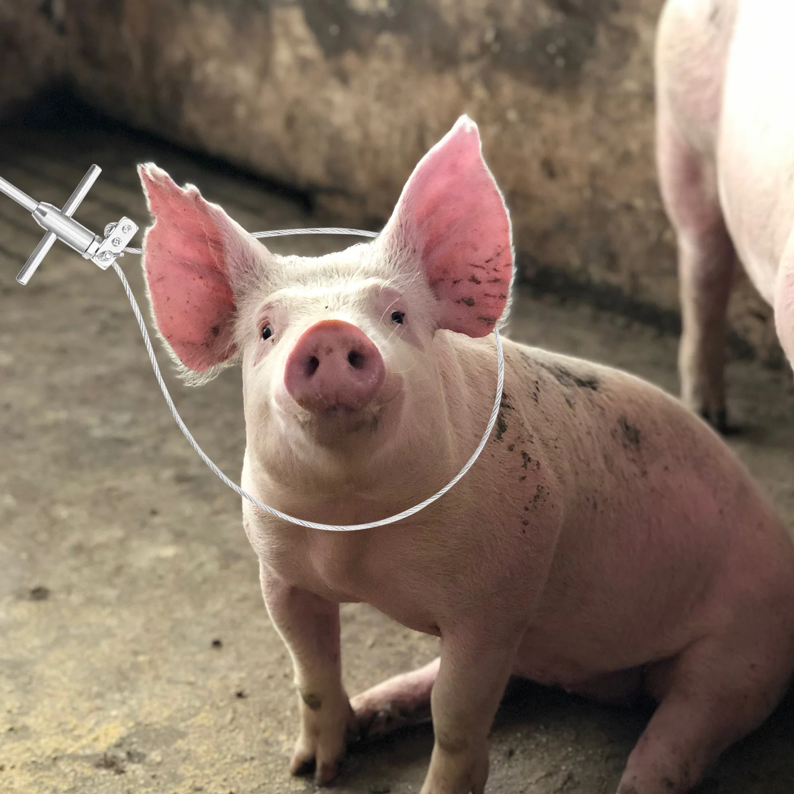 

Stainless Steel Adjustable Pig Holder Catcher Portable Livestock Snare Farming Equipment Multi-Strand Steel Cable