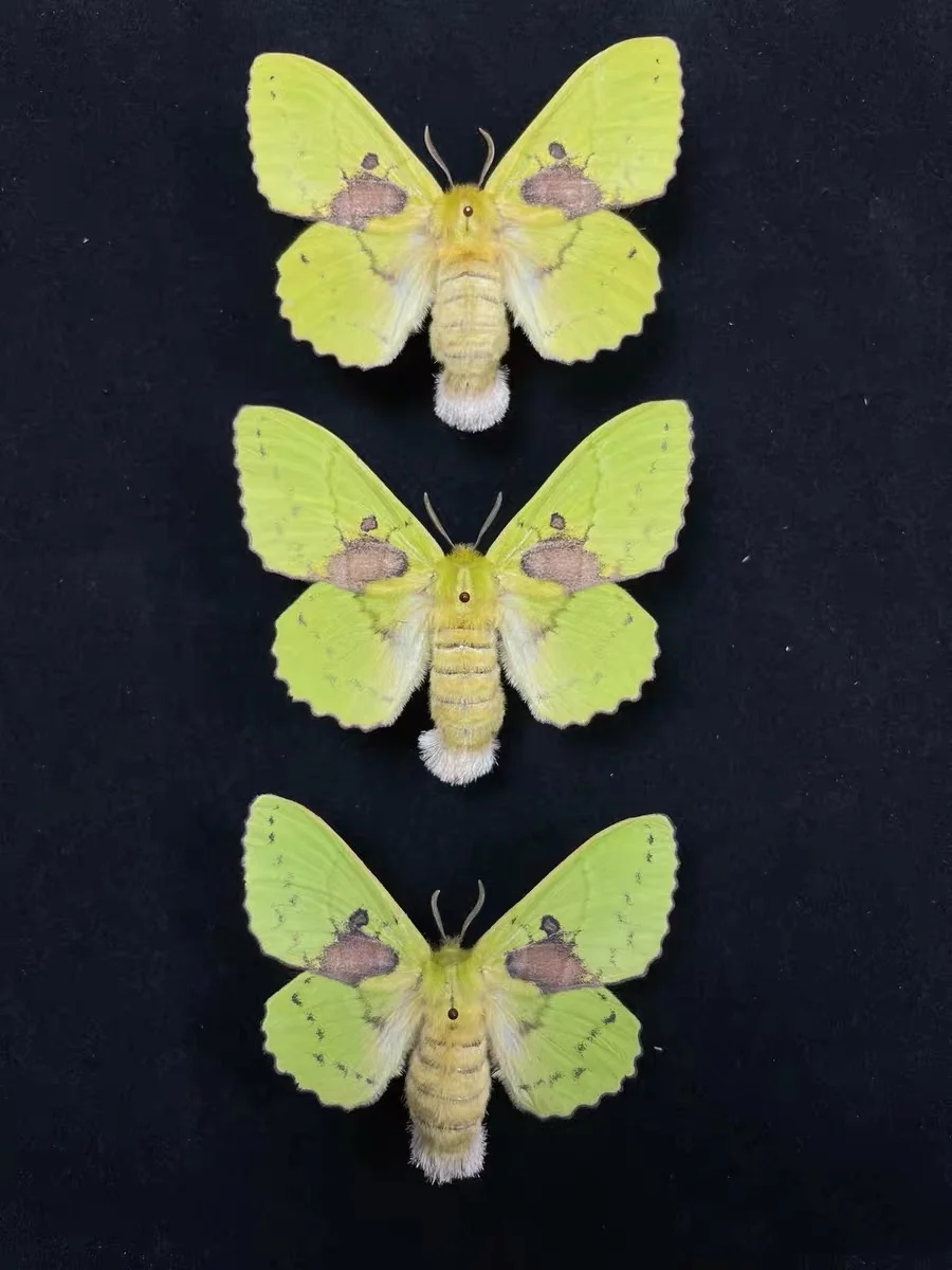 

1 PC Natural moth specimens（Trabala vishnou gigantina)