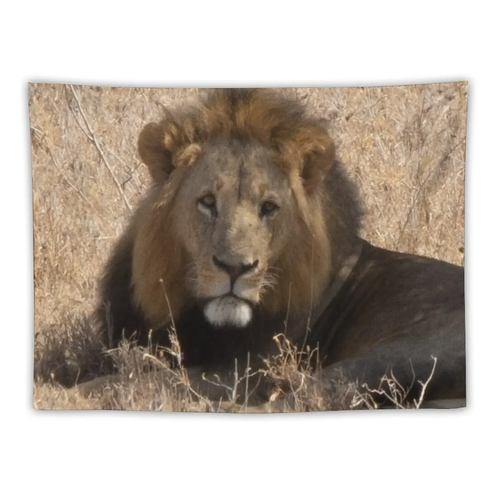 Maasai Mara - Tom's Lion Tapestry Bedrooms Decor Home Supplies Home Decorating Wall Tapestries Tapestry