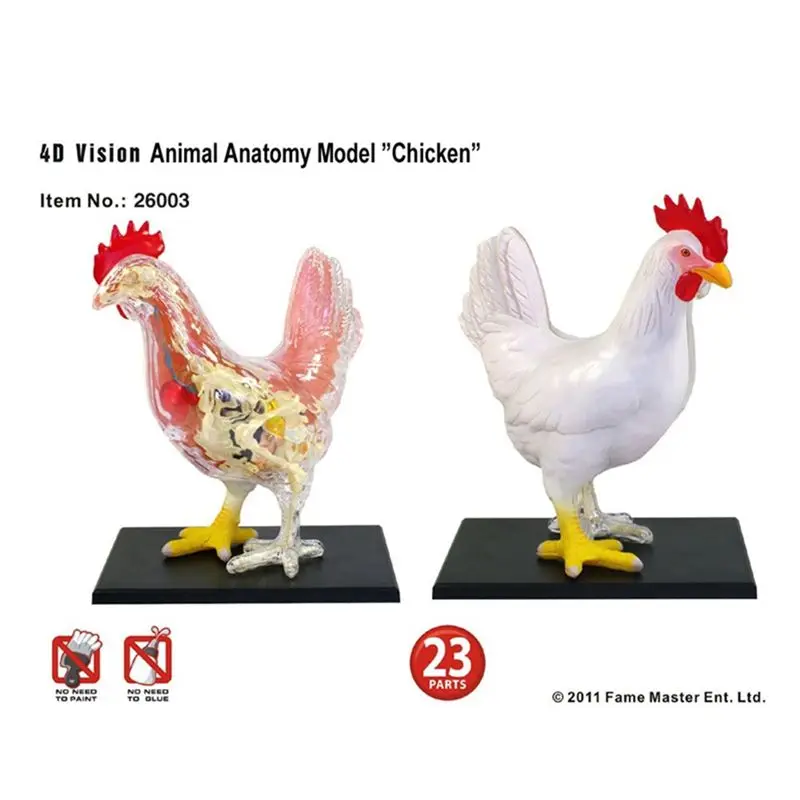 【CYBER MONDAY】Red and White Chicken 4D Master Puzzle Assembling Toy Animal Biology Organ Anatomical Teaching Model Anatomy