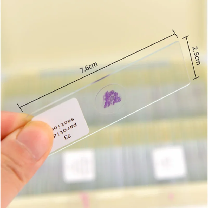 Imagem -06 - Conjunto de 100 Lâminas de Histologia Típica Preparadas para Microscópios para Ensino de Educação de Estudo Médico