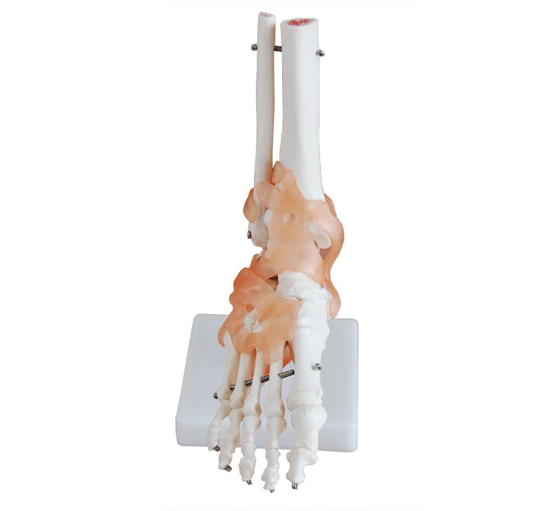 

Human Life-size Foot Joint Skeleton Model With Ligaments