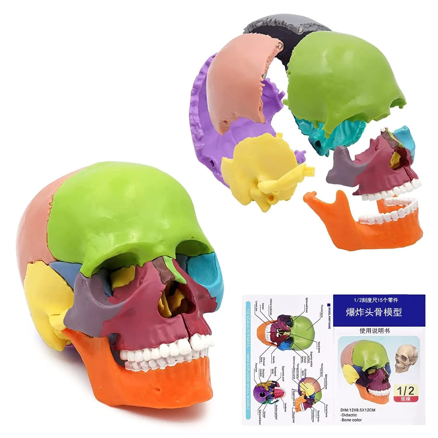 

Medical detachable 15 parts 1:2 human color skull model Skull simulation Skull model Medical