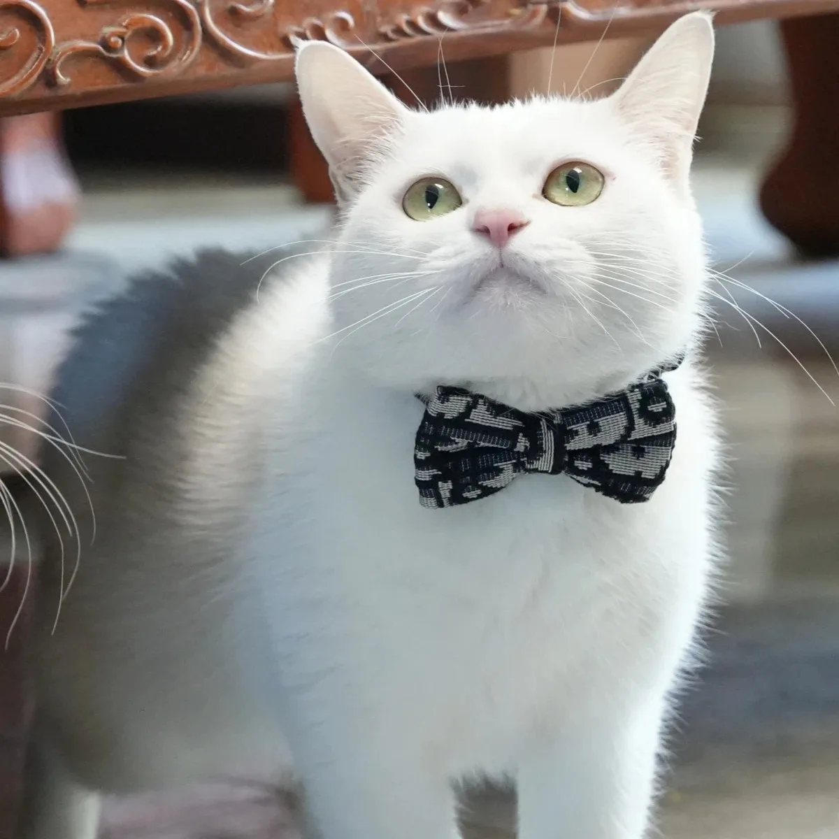 إكسسوارات أشياء الحيوانات الأليفة عناصر القطط سلسلة طوق قابلة للفصل ملحقات أطواق الكلاب لوازم المقود القطط الحيوانات الأليفة