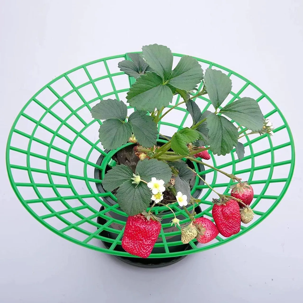 Suporte para plantas de morango com 3 pernas resistentes, rack para cultivo de morango, gaiola protetora de molde, podridão de sujeira