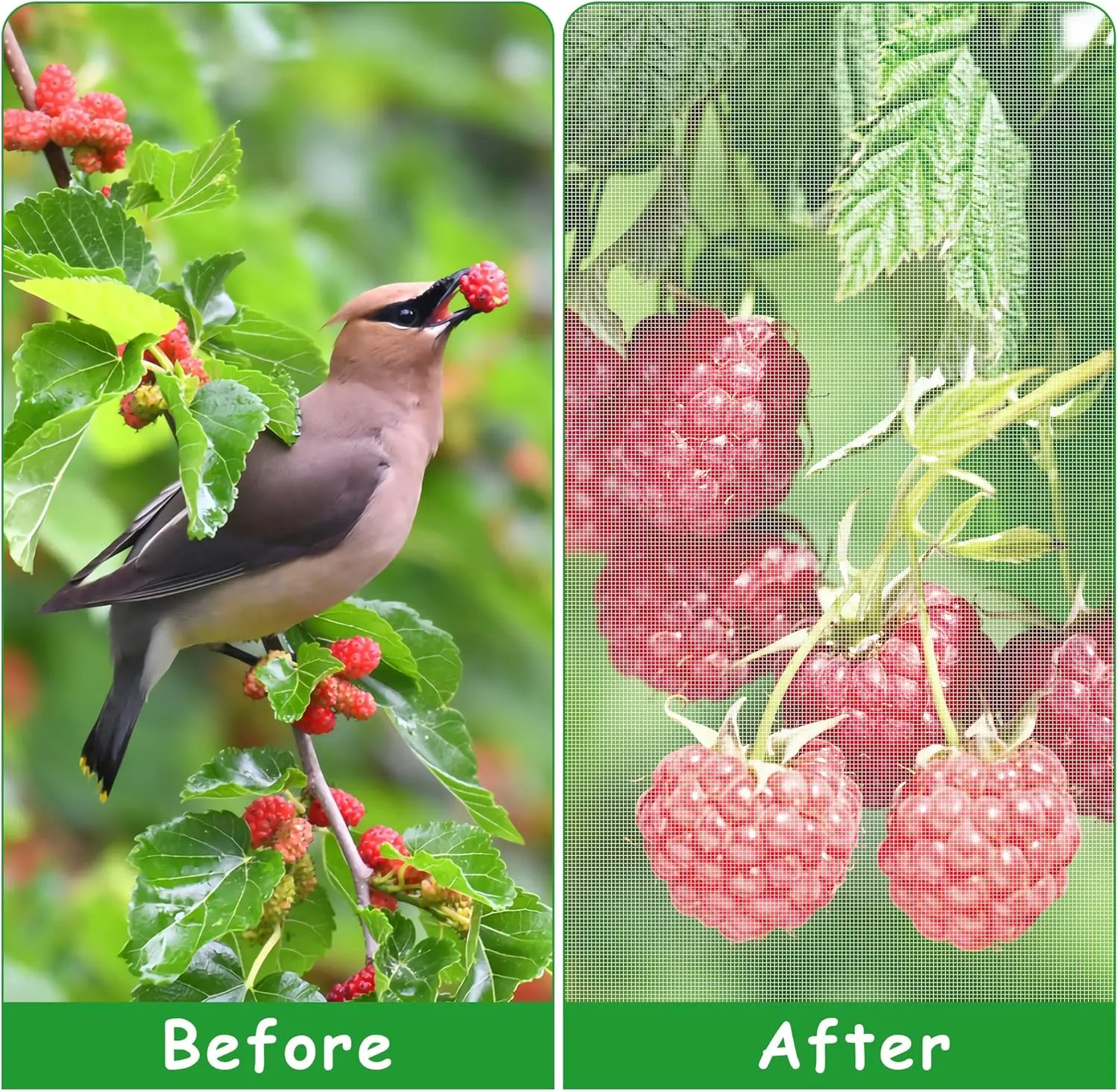 정원용 해충망 1개 2.5*7.5m, 채소나무, 과일나무 보호용 메쉬망, 새 및 해충 방지 식물 커버