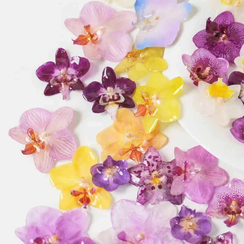 3pcs Dried Flower Resin-Dipped Phalaenopsis DIY Earrings & Necklace Orchid Head Decorations for Wedding Corsage Accessories