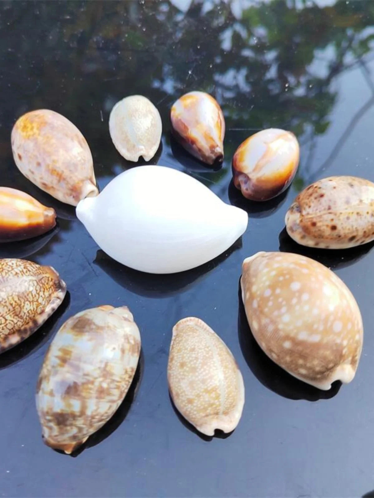 Natural Cowrie Shells: Golden Cowrie, Hundred-Eyed Cowrie, Turtleback Cowrie, Map Cowrie, Jade Rabbit Cowrie, Arabic Cowrie