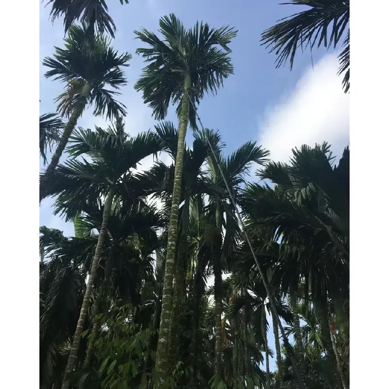 4M 5M Carbon Fiber Telescopic Tree Garden Fruit Picker With Sickle/12m 50ft 60ft Palm Oil Harvesting Poles