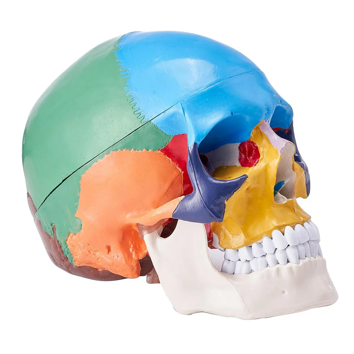 

Human Skull Model, Life-Size Painted Anatomy Skull Model, PVC Anatomical Skull B